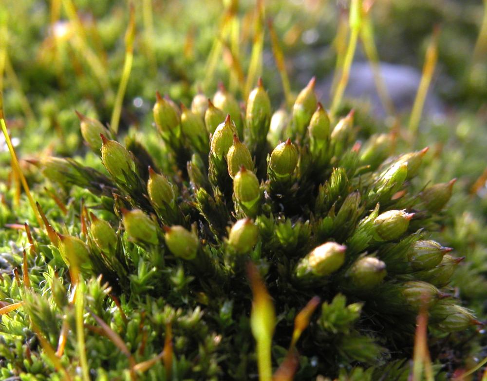 Orthotrichum cupulatum (door Dick Haaksma)