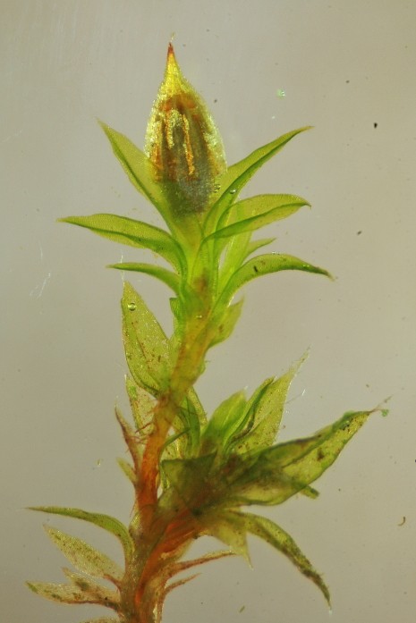 Orthotrichum diaphanum (door Jan Kersten)