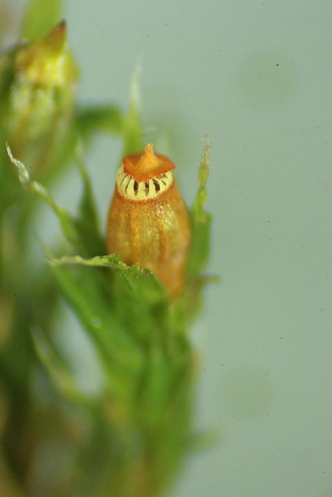 Orthotrichum diaphanum (door Jan Kersten)