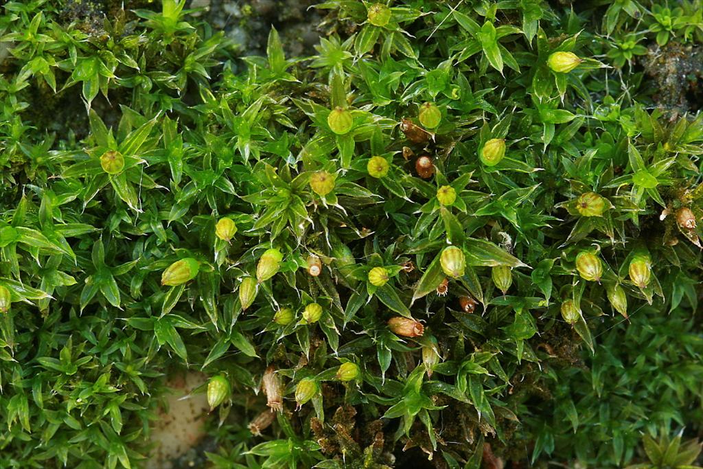 Orthotrichum diaphanum (door Jan Kersten)