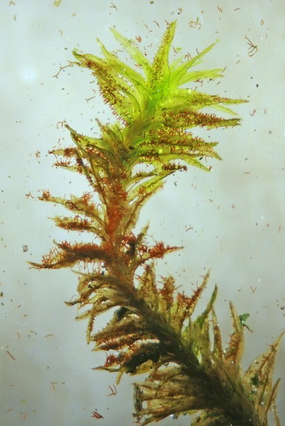 Orthotrichum lyellii (door Jan Kersten)