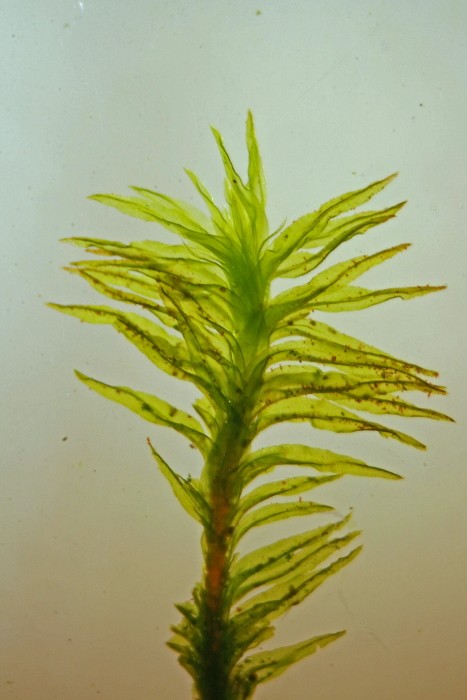 Orthotrichum lyellii (door Jan Kersten)