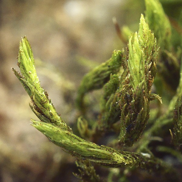 Orthotrichum lyellii (door Ron Poot)