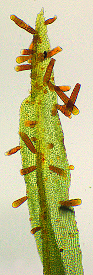 Orthotrichum lyellii (door Cris Hesse)