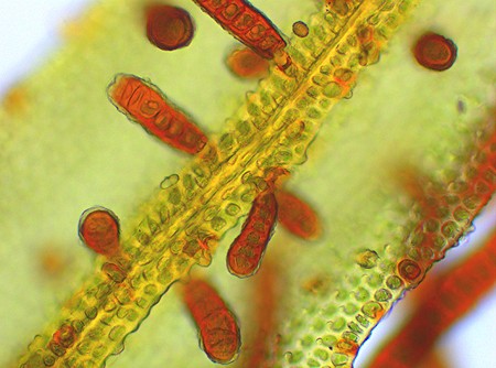 Orthotrichum lyellii (door Cris Hesse)