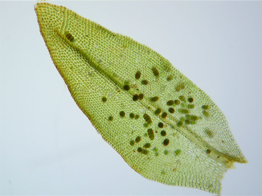 Orthotrichum obtusifolium (door Norbert Stapper)