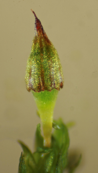 Orthotrichum pulchellum (door Jan Kersten)