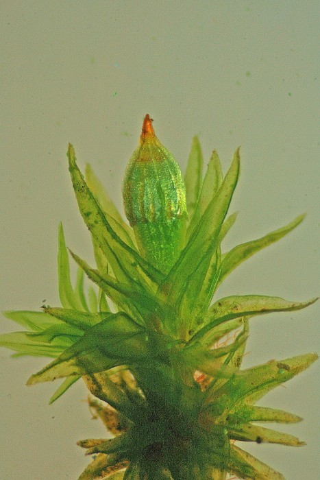 Orthotrichum pumilum (door Jan Kersten)