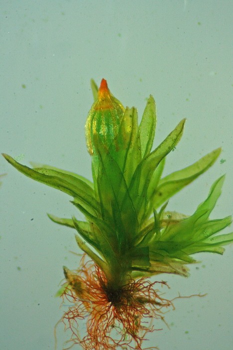 Orthotrichum pumilum (door Jan Kersten)