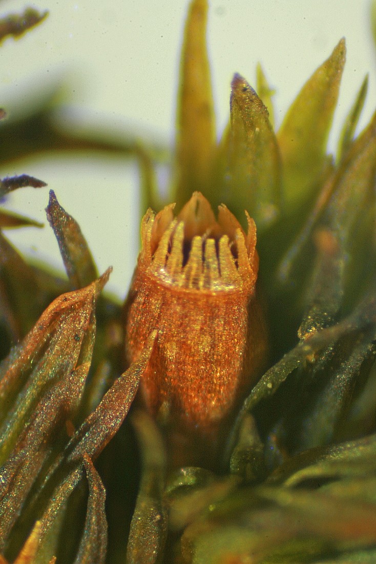 Orthotrichum rupestre (door Jan Kersten)