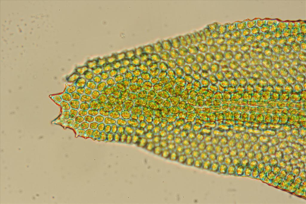 Orthotrichum scanicum (door Jan Kersten)