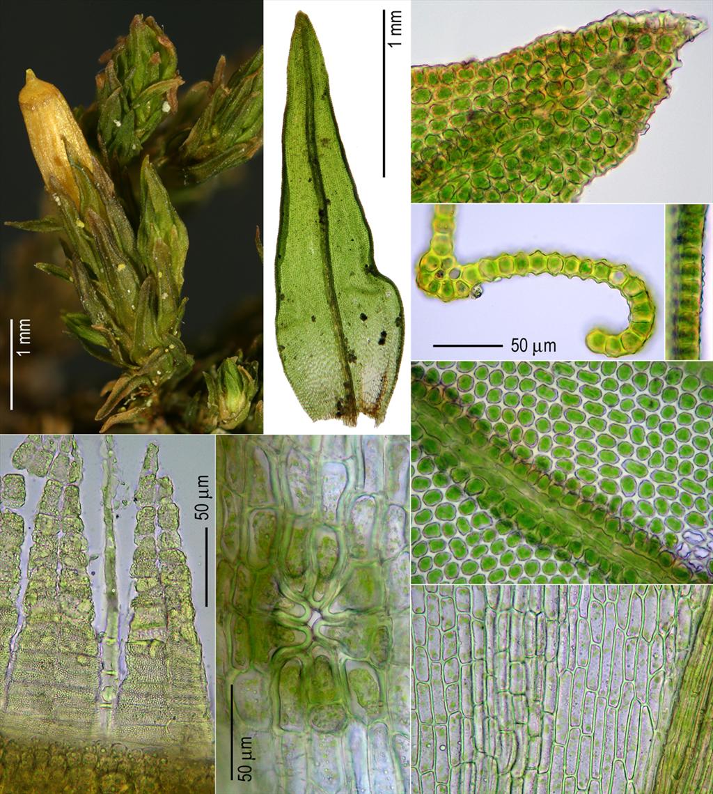 Orthotrichum scanicum (door Norbert Stapper)