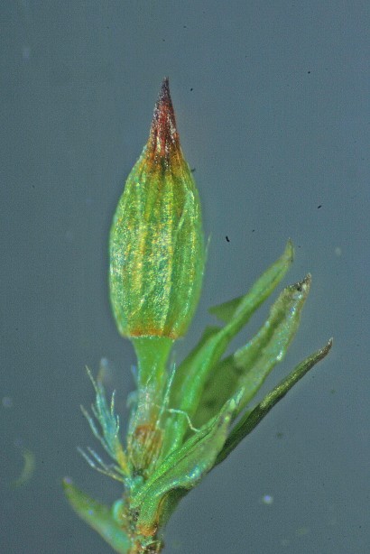 Orthotrichum stramineum (door Jan Kersten)