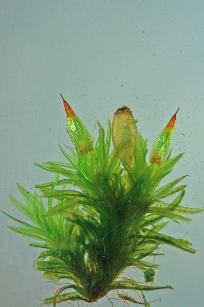 Orthotrichum stramineum (door Jan Kersten)