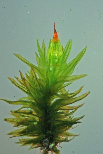 Orthotrichum stramineum (door Jan Kersten)