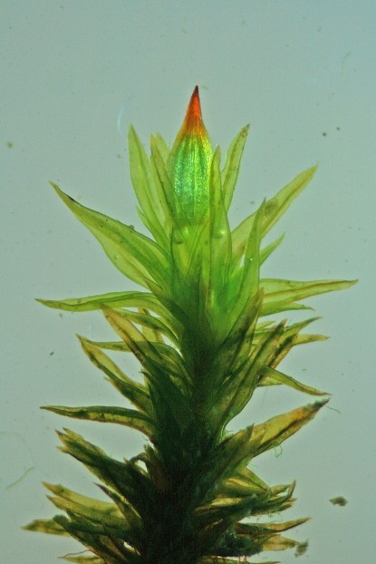 Orthotrichum stramineum (door Jan Kersten)