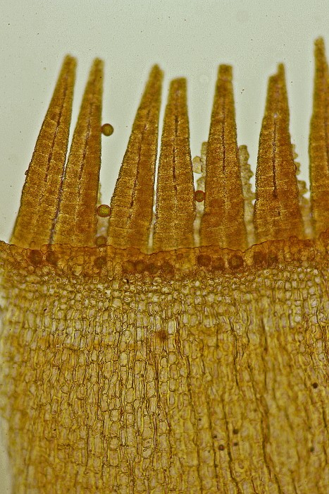 Orthotrichum striatum (door Jan Kersten)