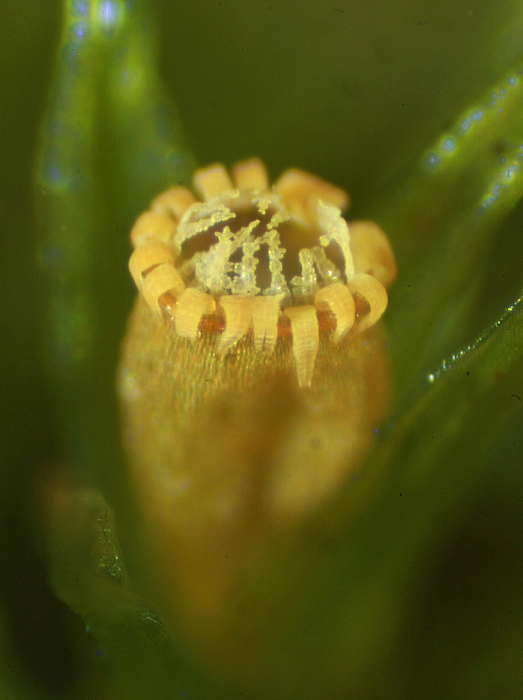 Orthotrichum striatum (door Jan Kersten)