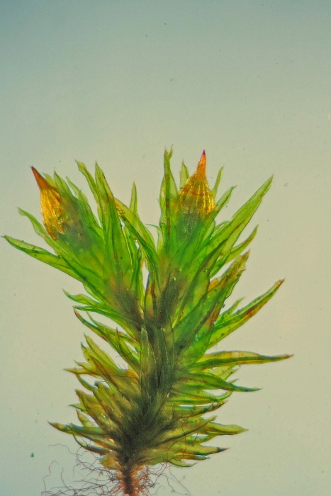 Orthotrichum striatum (door Jan Kersten)