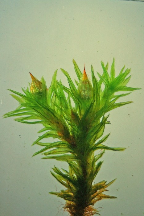 Orthotrichum striatum (door Jan Kersten)