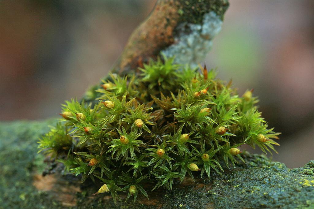 Orthotrichum striatum (door Jan Kersten)