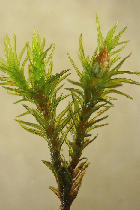 Orthotrichum striatum (door Jan Kersten)