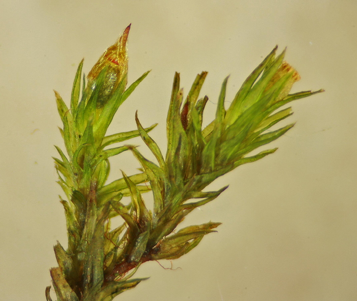 Orthotrichum striatum (door Jan Kersten)