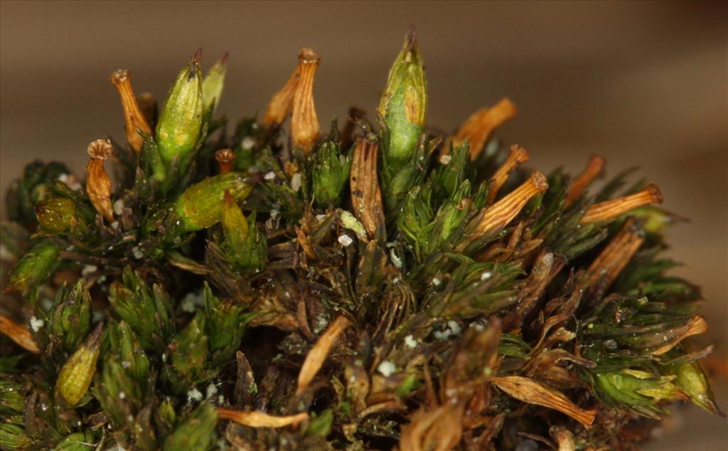 Orthotrichum tenellum (door Koos van der Vaart)