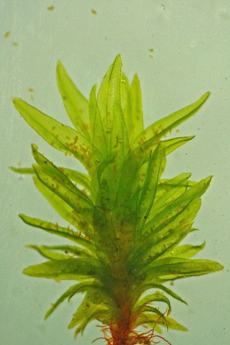 Orthotrichum tenellum (door Jan Kersten)