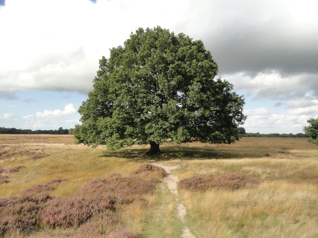 Quercus robur (door wim van der neut)