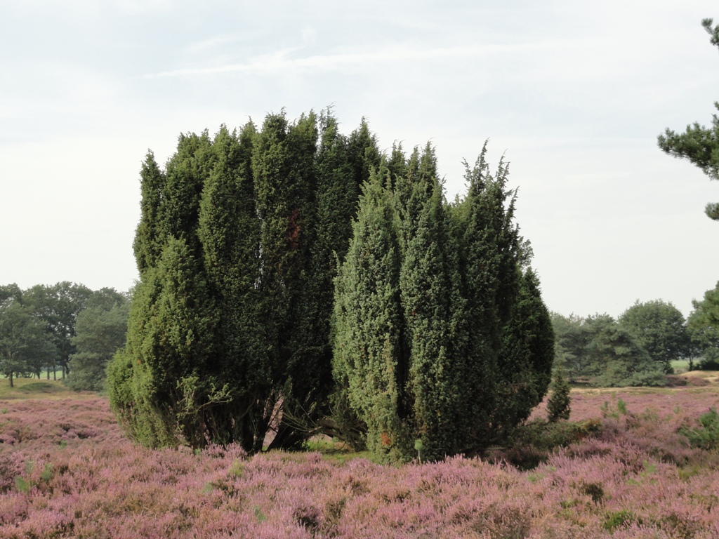 Juniperus communis (door Wim van der Neut)