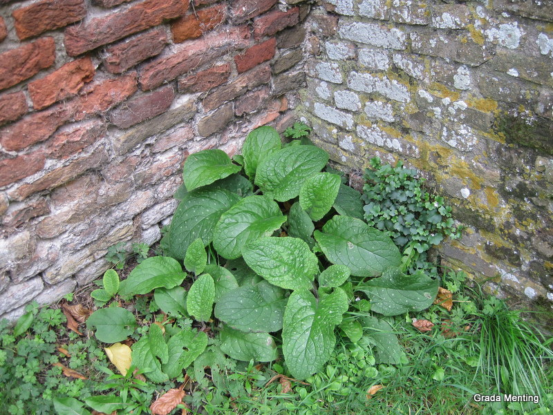 Pentaglottis sempervirens (door Grada Menting)