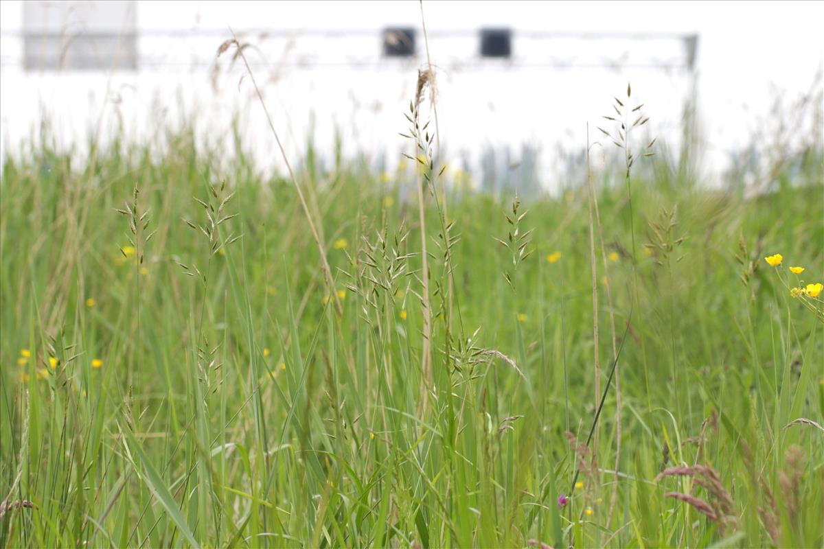 Bromus racemosus subsp. racemosus (door Jorian Eijkelboom)