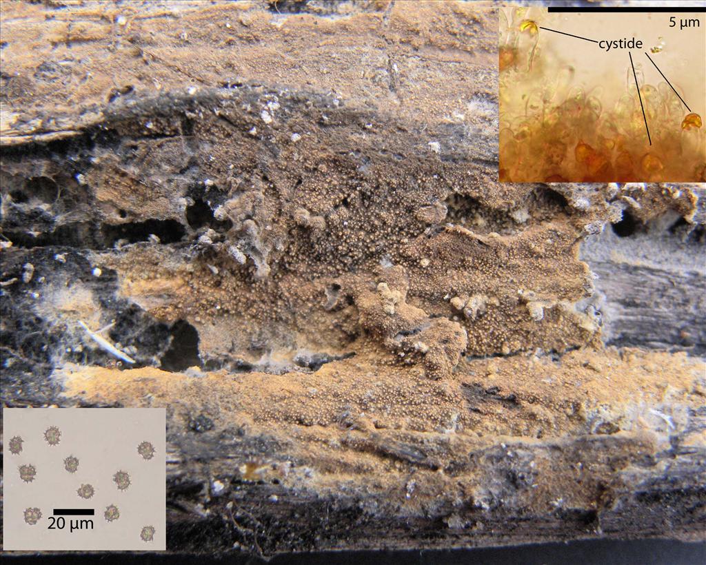 Tomentella subtestacea (door Ida Bruggeman)