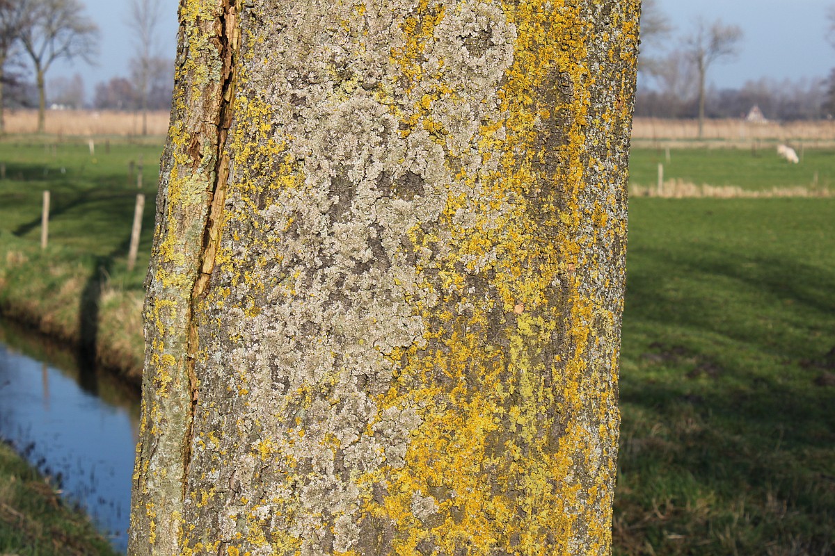 Xanthomendoza huculica (door Laurens Sparrius)