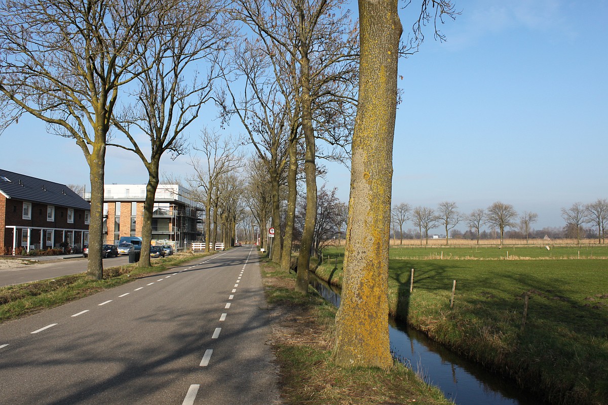 Xanthomendoza huculica (door Laurens Sparrius)