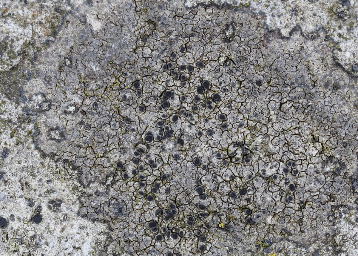 Rinodina oxydata (door Arjan de Groot)