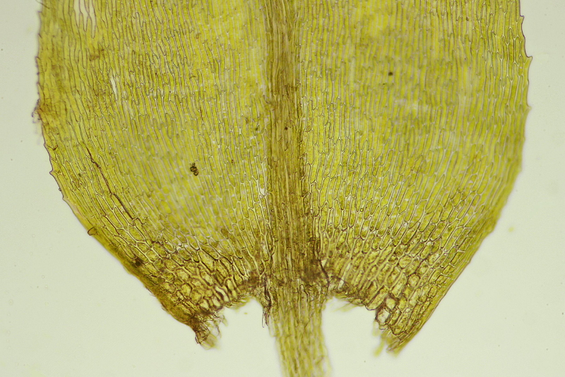 Oxyrrhynchium hians (door Jan Kersten)