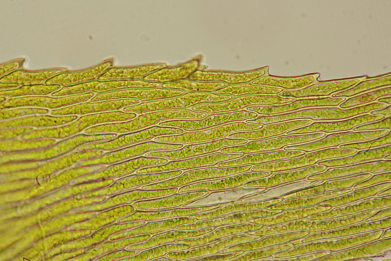 Oxyrrhynchium hians (door Jan Kersten)