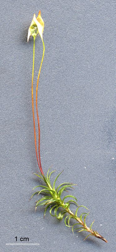 Polytrichum longisetum (door Laurens Sparrius)