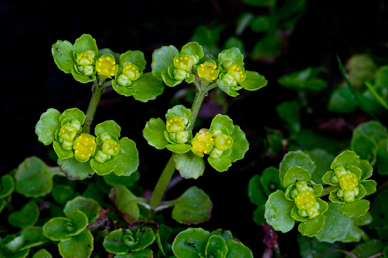 Chrysosplenium oppositifolium (door John Breugelmans)