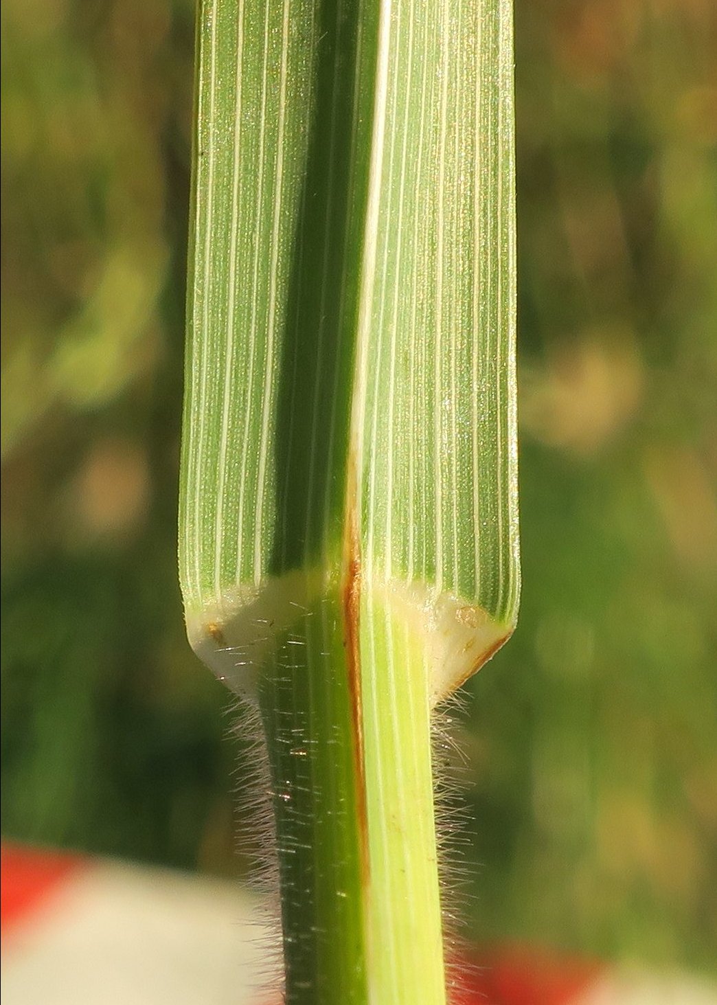 Ceratochloa cathartica (door Grada Menting)