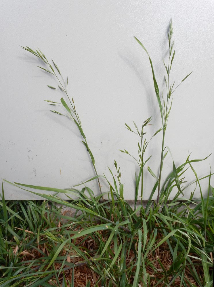 Ceratochloa cathartica (door Saxifraga | Ed Stikvoort)