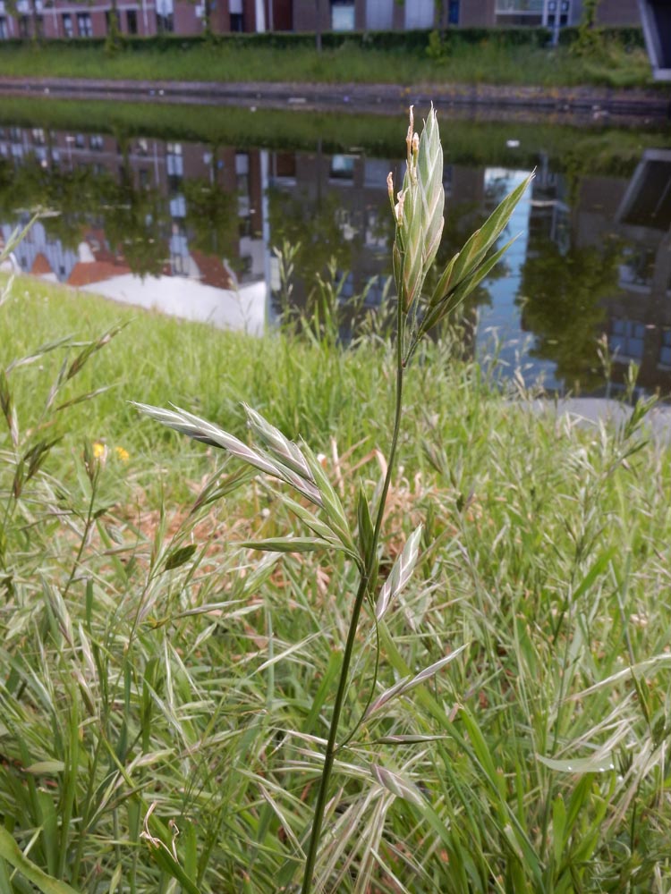 Ceratochloa cathartica (door Saxifraga | Ed Stikvoort)