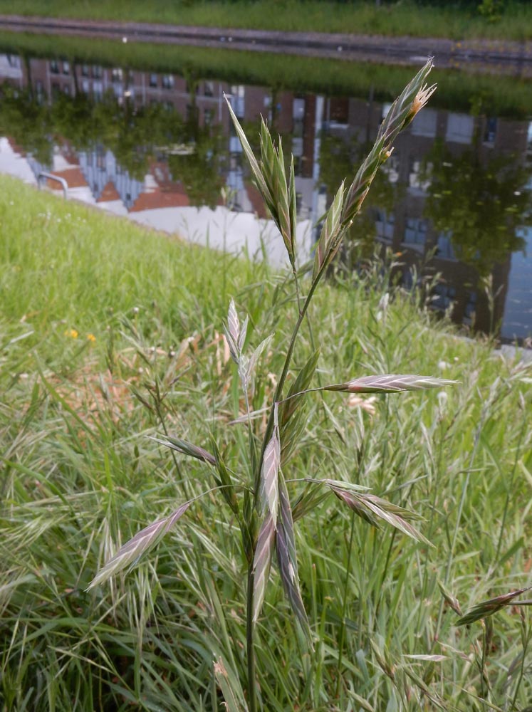 Ceratochloa cathartica (door Saxifraga | Ed Stikvoort)