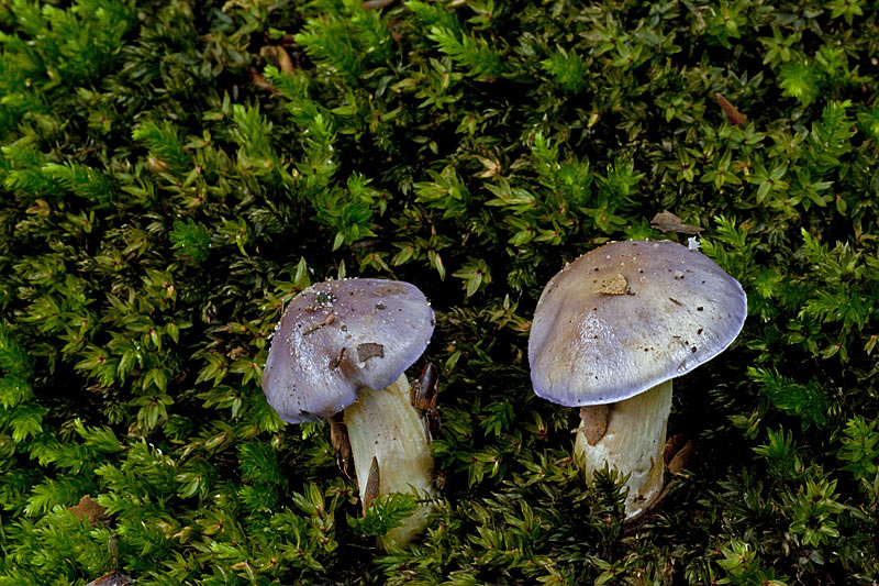 Cortinarius croceocaeruleus (door John Breugelmans)