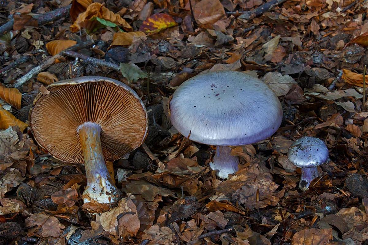 Cortinarius terpsichores (door John Breugelmans)