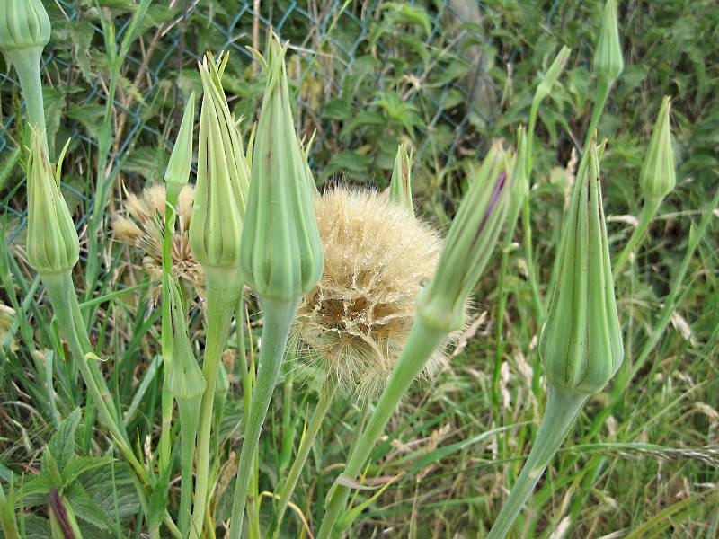 Tragopogon porrifolius (door Grada Menting)