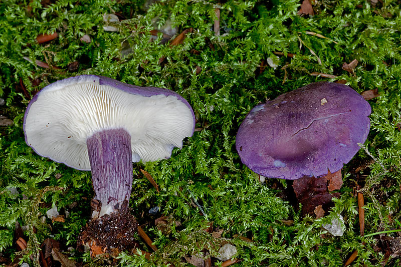 Calocybe ionides (door John Breugelmans)