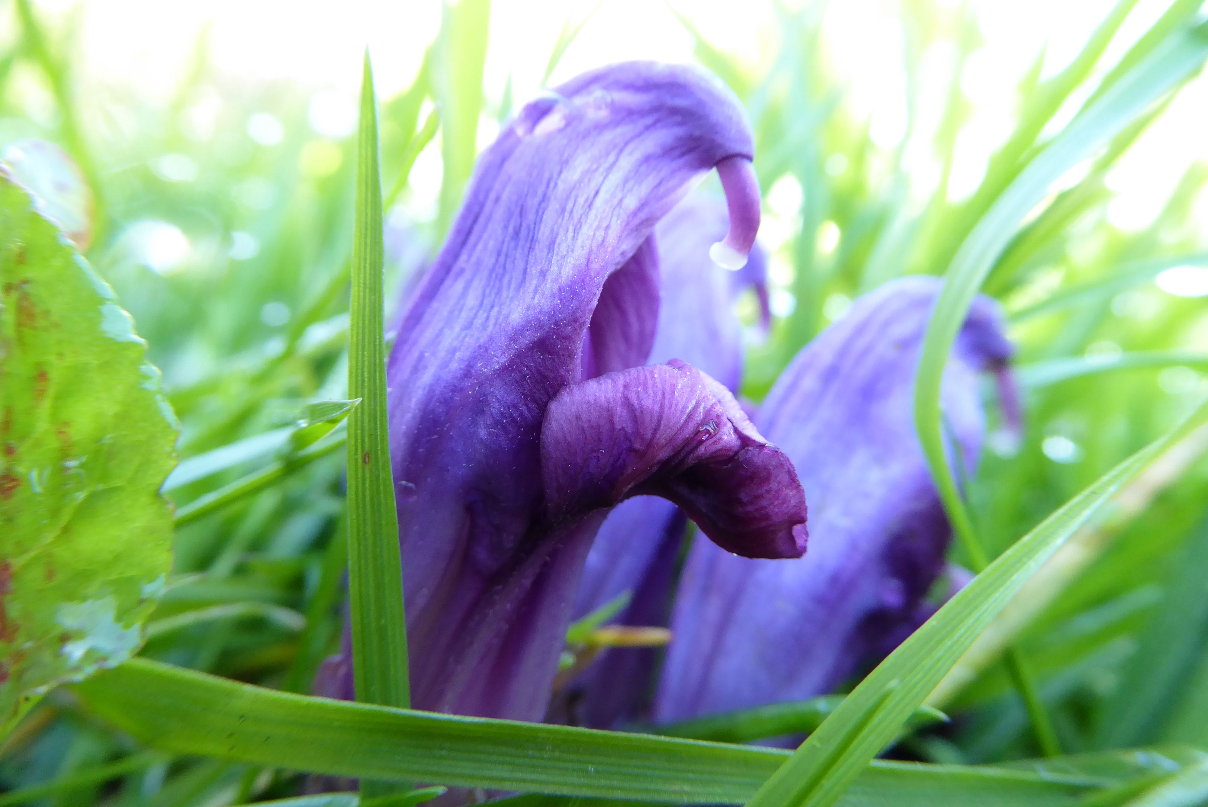 Lathraea clandestina (door Koen van Zoest)